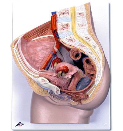 名称:女性骨盆模型